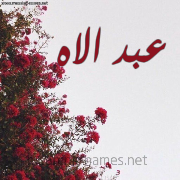 شكل 18 صوره الورد الأحمر للإسم بخط رقعة صورة اسم عبد الاه ABDELILAH